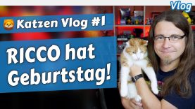 RICCO hat Geburtstag. Und Hunger • 🦁 Katzen Vlog #1